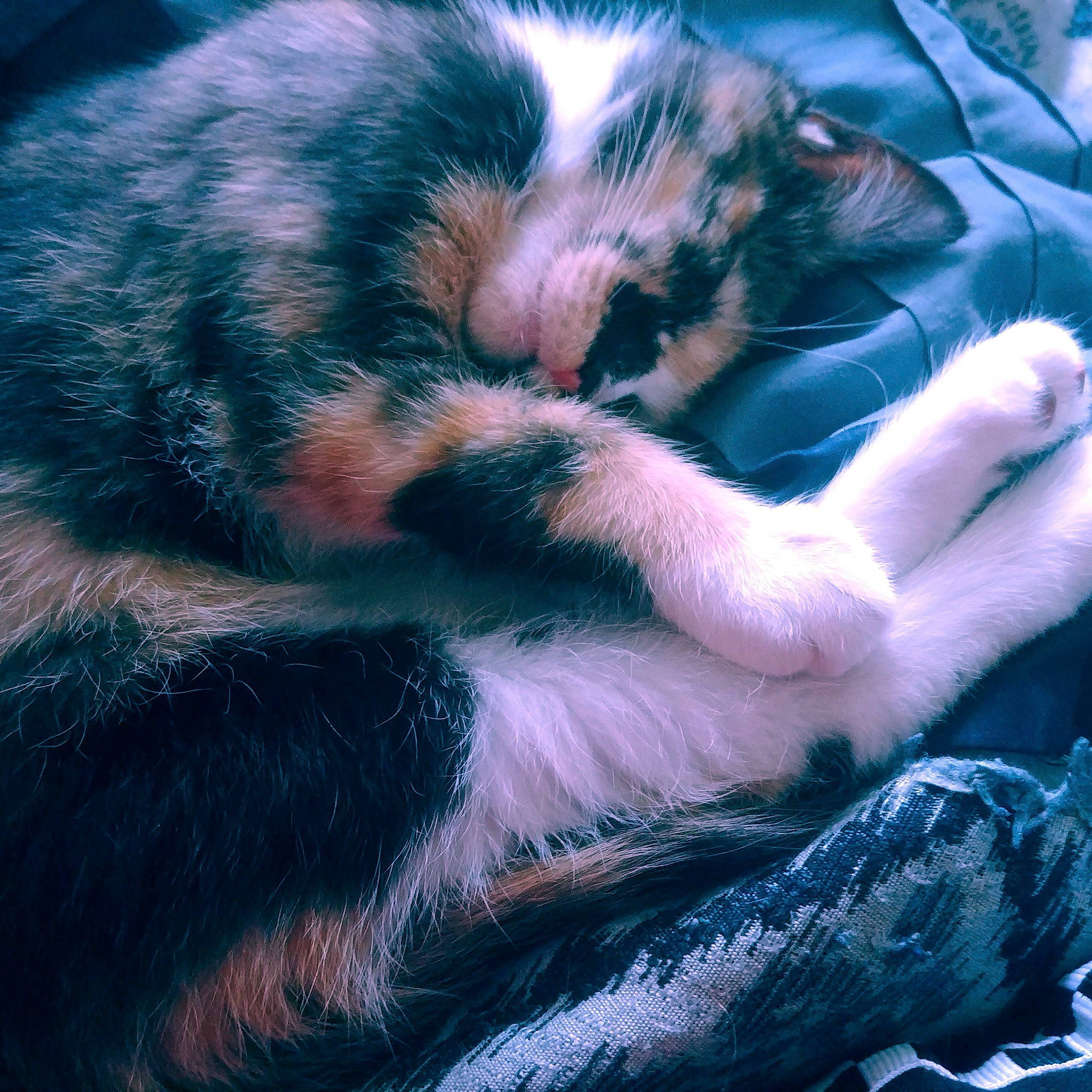 Harlequinn joined the competition — help win amazing prizes! carnivore, cat, claw, ear, felidae, fur, kitten, nap, paw, sky, sleep, small_to_medium_sized_cats, snout, tail, whiskers