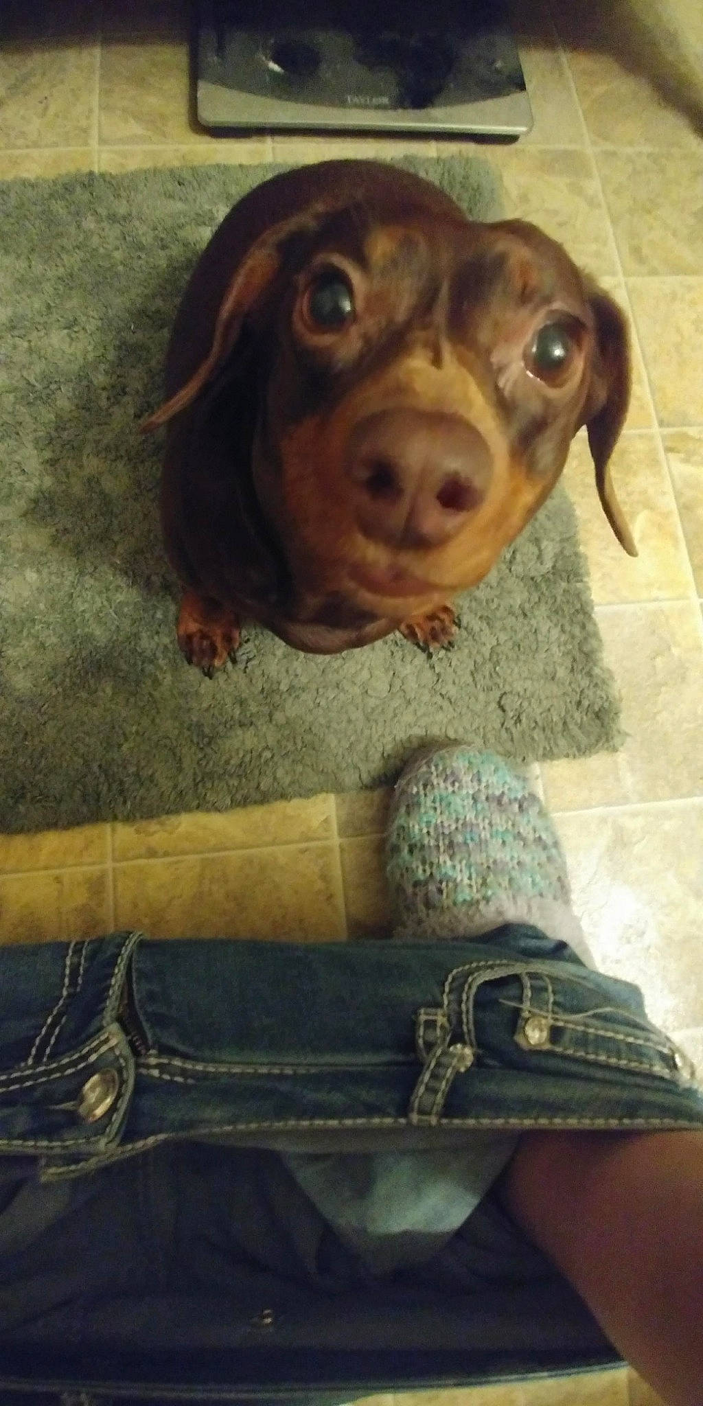 Peanut joined the competition — help win amazing prizes! beagador, canidae, carnivore, companion_dog, dachshund, dog, dog_breed, hunting_dog, liver, puppy, snout, sporting_group