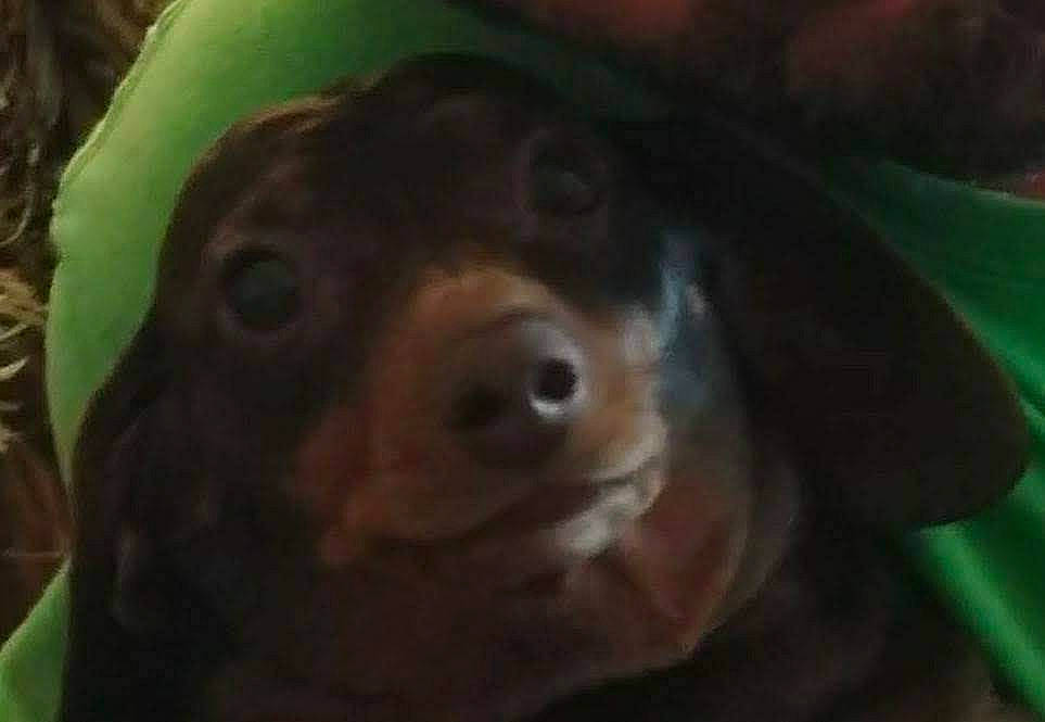 Peanut joined the competition — help win amazing prizes! canidae, carnivore, companion_dog, dog, dog_breed, mammal, organism, pinscher, puppy, snout, sporting_group, vertebrate