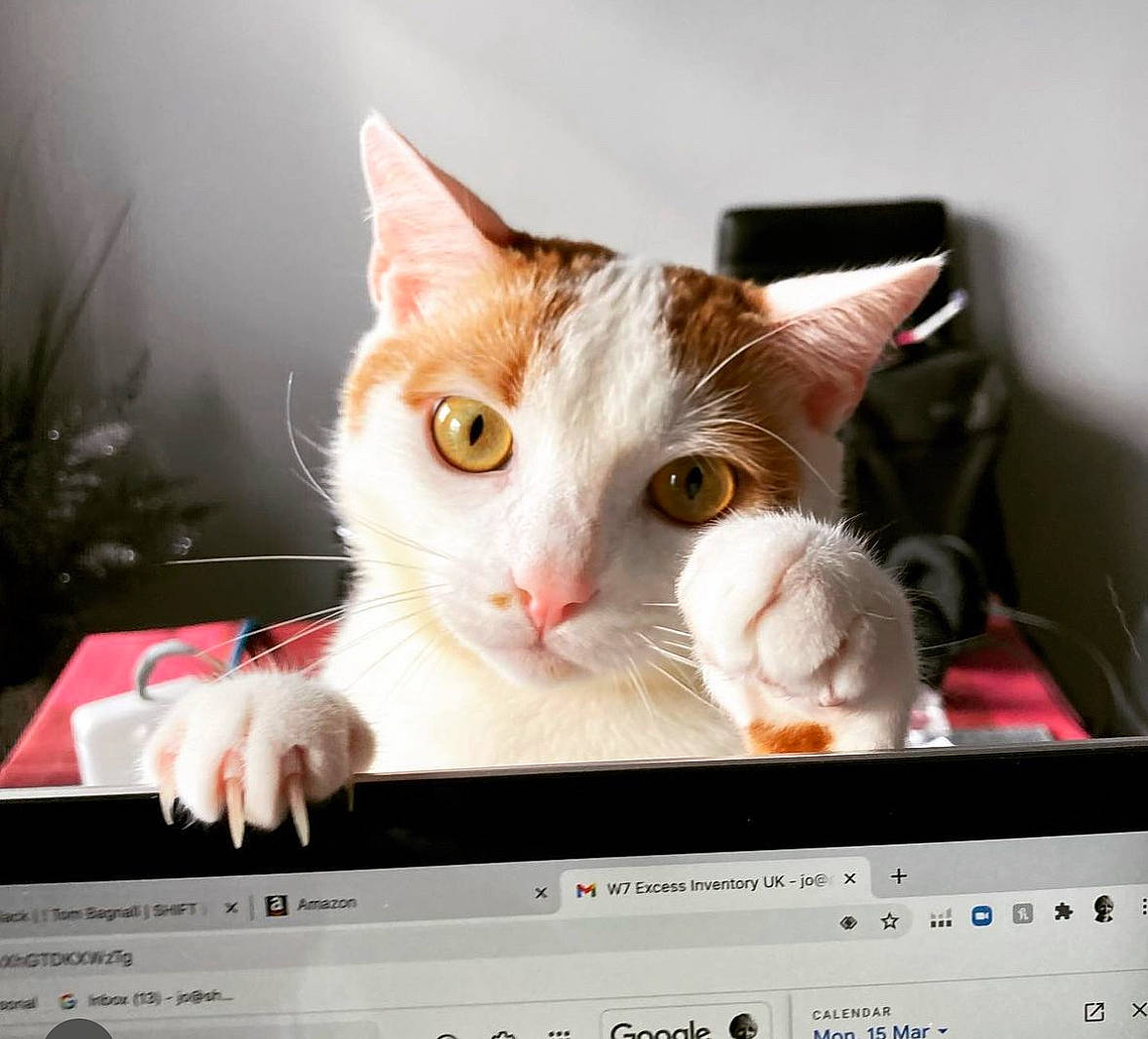 Lynx joined the competition — help win amazing prizes! carnivore, cat, communication_device, computer, computer_monitor, display_device, electronic_device, felidae, font, gadget, houseplant, laptop, multimedia, output_device, peripheral, personal_computer, rectangle, small_to_medium_sized_cats, technology, whiskers