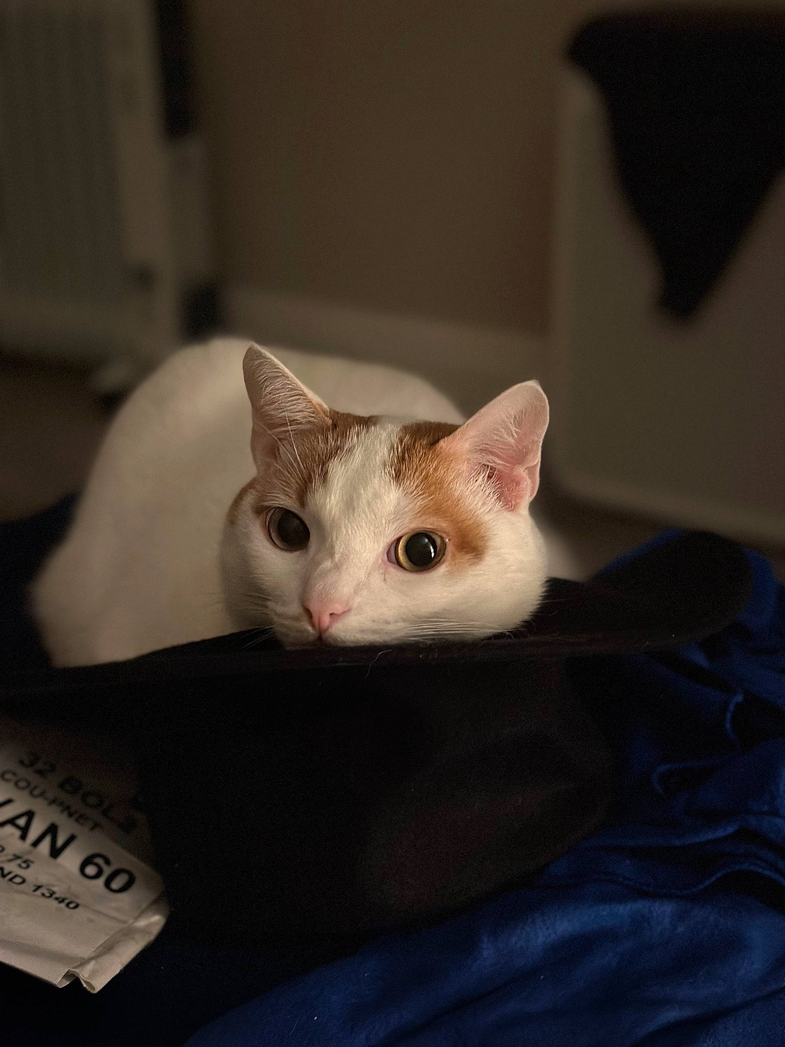 Lynx is registered to the contest to win money with this photo: carnivore, cat, comfort, domestic_short_haired_cat, ear, fawn, felidae, fur, small_to_medium_sized_cats, snout, tail, terrestrial_animal, whiskers