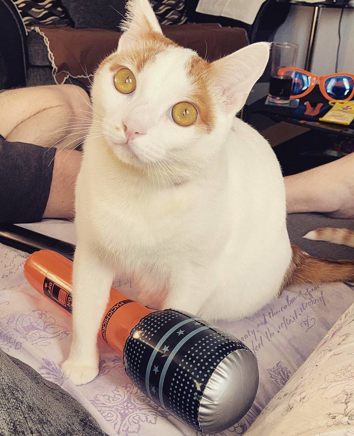 Lynx is registered to the contest to win money with this photo: carnivore, cat, comfort, domestic_short_haired_cat, felidae, fur, nail, paw, photo_caption, small_to_medium_sized_cats, square, tail, whiskers