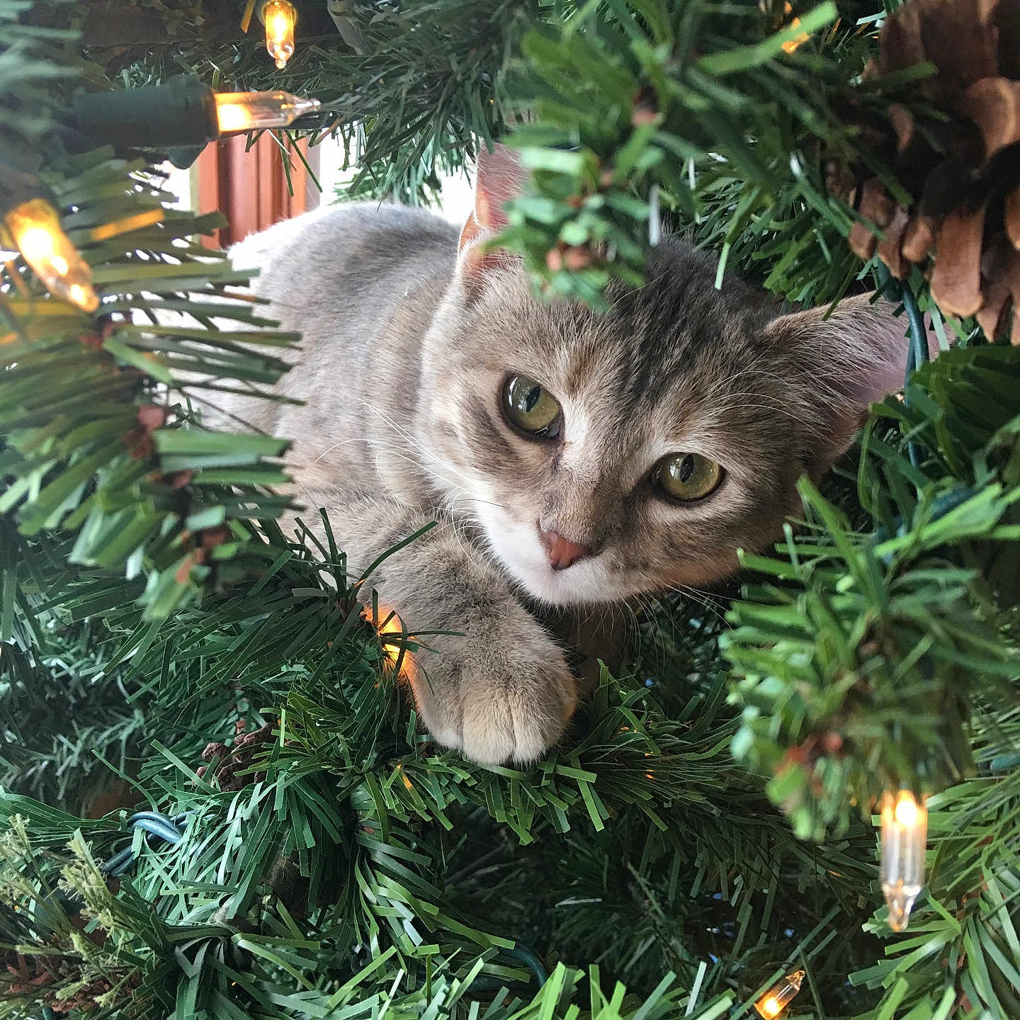 Livvie joined the competition — help win amazing prizes! abyssinian, accessories, animal, cat, conifer, festival, fir, jungle, kitten, light, lighting, manx, nature, outdoors, pet, pine, plant, pottedplant, tree, vegetation