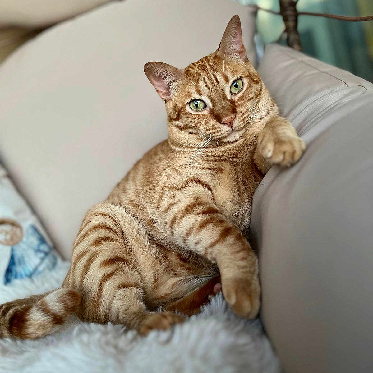 Sheila