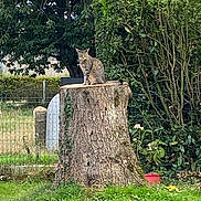 Minette participe au concours pour gagner de l'argent avec cette photo : cat, tabby_cat, tree_stump, garden, greenery, grass, bushes, fence, outdoor, nature, animal, pet, flora, plant, leafy, daylight, mammal, sitting, quiet, peaceful