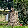 cat, tabby_cat, tree_stump, garden, greenery, grass, bushes, fence, outdoor, nature, animal, pet, flora, plant, leafy, daylight, mammal, sitting, quiet, peaceful