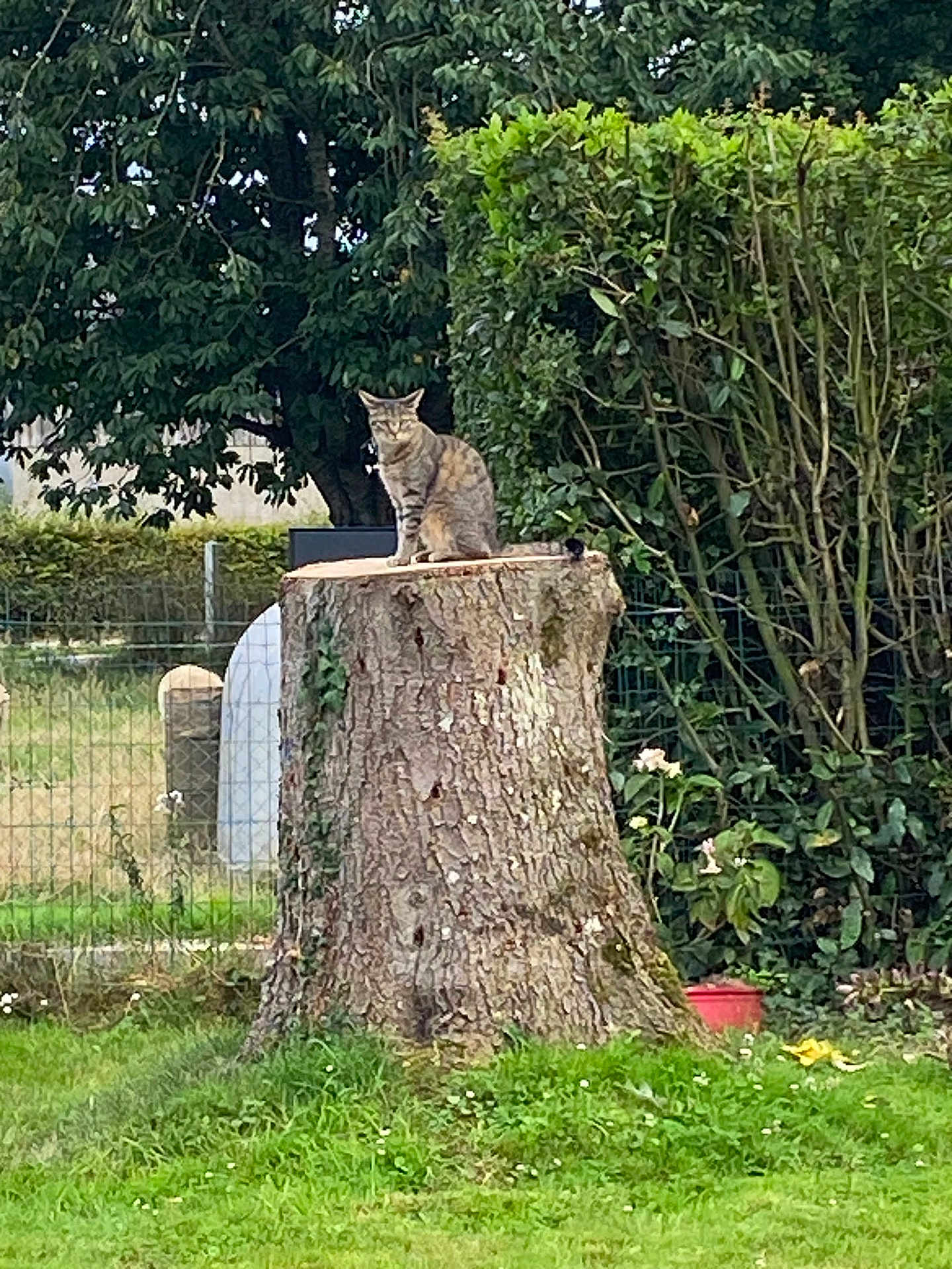 Minette participe au concours pour gagner de l'argent avec cette photo : cat, tabby_cat, tree_stump, garden, greenery, grass, bushes, fence, outdoor, nature, animal, pet, flora, plant, leafy, daylight, mammal, sitting, quiet, peaceful