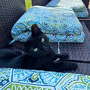 Finnley is registered to the contest to win money with this photo: black_cat, cat, outdoor, cushion, patterned_fabric, wicker_chair, garden, greenery, pet, animal, sunlight, relaxing, feline, yellow_eyes, texture, seat, summer, cozy, resting, curious