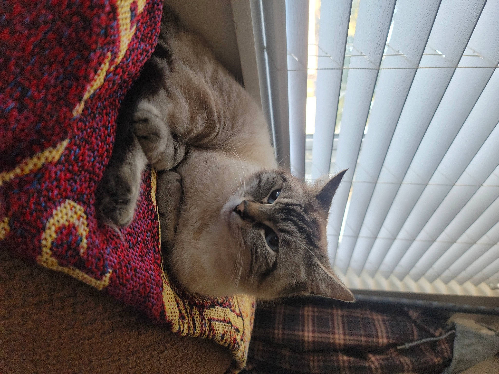 Dory joined the competition — help win amazing prizes! carnivore, cat, comfort, domestic_short_haired_cat, fawn, felidae, flooring, grey, pattern, plaid, plant, small_to_medium_sized_cats, snout, tail, tartan, textile, tree, whiskers, window, wood