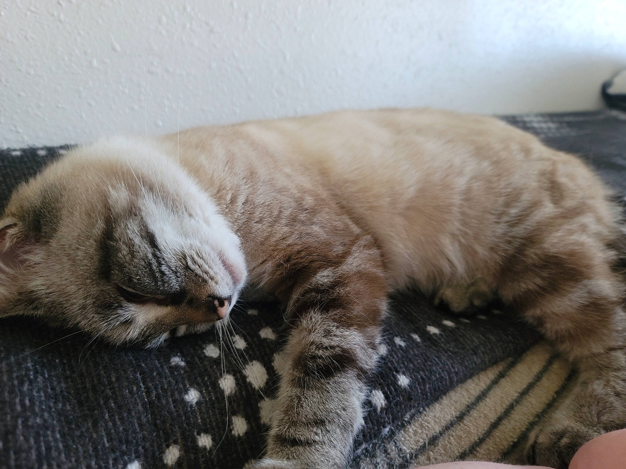 Dory is registered to the contest to win money with this photo: carnivore, cat, claw, comfort, companion_dog, dog_breed, domestic_short_haired_cat, fawn, felidae, fur, grey, nap, pattern, paw, sleep, small_to_medium_sized_cats, snout, sporting_group, terrestrial_animal, whiskers