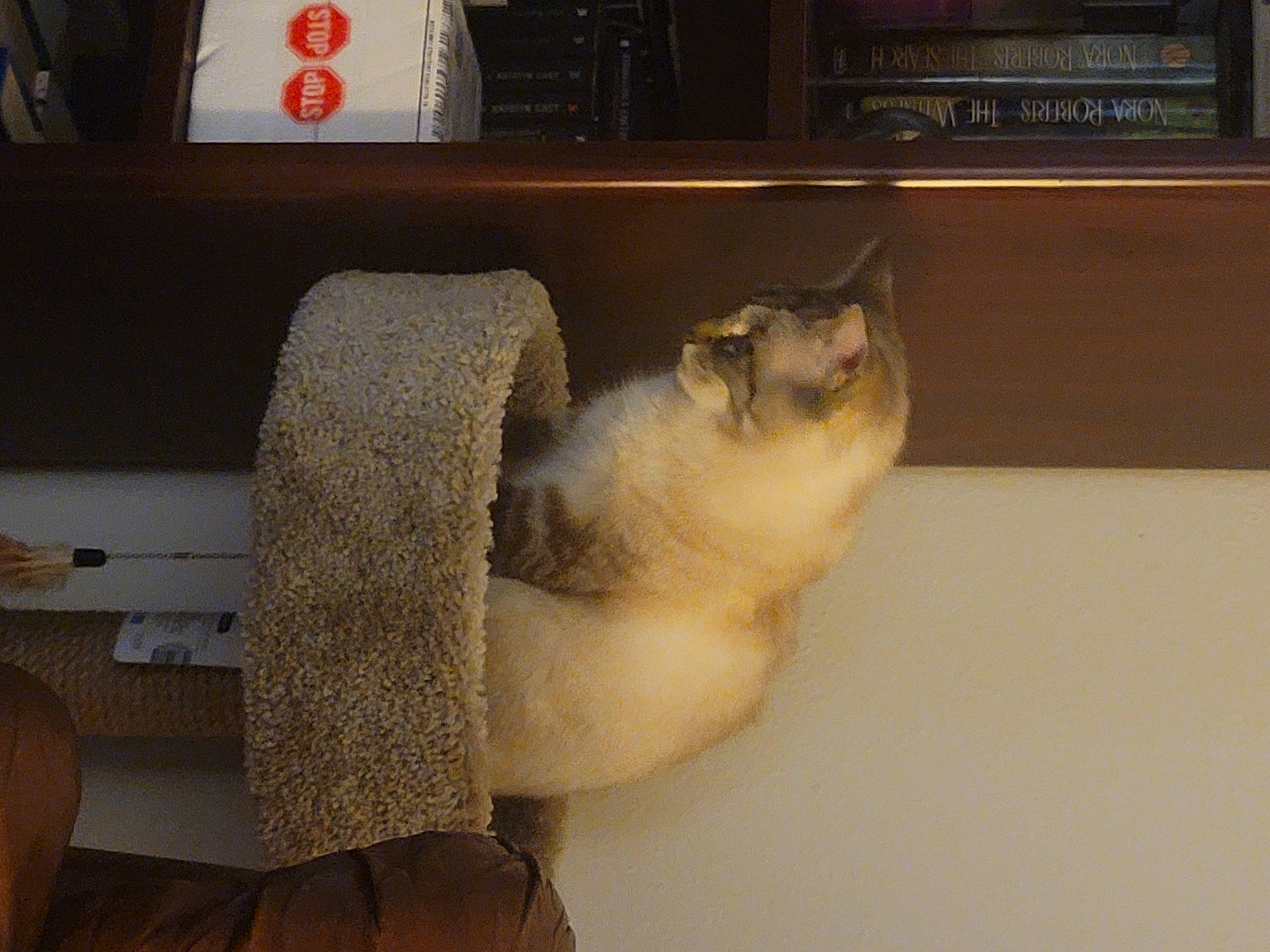 Dory joined the competition — help win amazing prizes! balinese, bookcase, carnivore, cat, chair, comfort, companion_dog, domestic_short_haired_cat, fawn, felidae, floor, flooring, hardwood, room, shelf, small_to_medium_sized_cats, tail, whiskers, window, wood