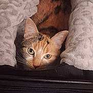 Solly participe au concours pour gagner de l'argent avec cette photo : cat, feline, pet, calico, tabby, cozy_blanket, blanket, zipper, close_up, eyes, whiskers, ears, portrait, indoor, home, resting, curious, soft_texture, fabric, bedding