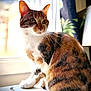 cat, calico_cat, feline, pet, whiskers, windowsill, sunlight, backlit, indoor, paw, fur, ears, green_eyes, portrait, sitting, curtain, cozy, closeup, household, bokeh