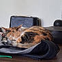 cat, calico_cat, sleeping, curled_up, paw, closed_eyes, fur, indoor, bag, backpack, table, wooden_table, cozy, nap, pet, domestic_cat, whiskers, home, zipper, furniture
