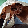 Solly participe au concours pour gagner de l'argent avec cette photo : cat, paper_bag, hiding, curious, indoor, close_up, eyes, whiskers, brown_paper, crinkled_texture, pet, household_item, playful, portrait, feline, peekaboo, cozy, wood_floor, container, plastic_box