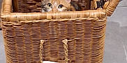 Solly participe au concours pour gagner de l'argent avec cette photo : cat, calico_cat, basket, wicker, peeking, eyes, indoor, tile_floor, handle, lid_open, woven_pattern, pet, curiosity, whiskers, cute, home, portrait, container, furniture, playful
