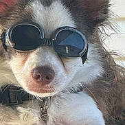 Cooper is registered to the contest to win money with this photo: accessory, animal, brown, close_up, collar, cute, dog, face, fluffy, fur, goggles, hand, mammal, nose, outdoor, pet, pet_tag, portrait, wearing, white