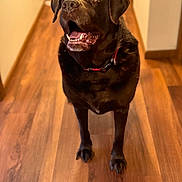 King is registered to the contest to win money with this photo: dog, labrador, chocolate_labrador, pet, canine, indoor, wooden_floor, collar, looking_up, happy, mouth_open, ears, fur, animal, companion, friendly, house, hallway, brown, domestic