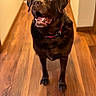 dog, labrador, chocolate_labrador, pet, canine, indoor, wooden_floor, collar, looking_up, happy, mouth_open, ears, fur, animal, companion, friendly, house, hallway, brown, domestic