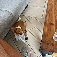 Russel participe au concours pour gagner de l'argent avec cette photo : dog, indoor, floor, tile, couch, shoe, sneaker, table, wood, person, leg, pet, brown, white, ears, looking_up, curious, companion, cozy, casual