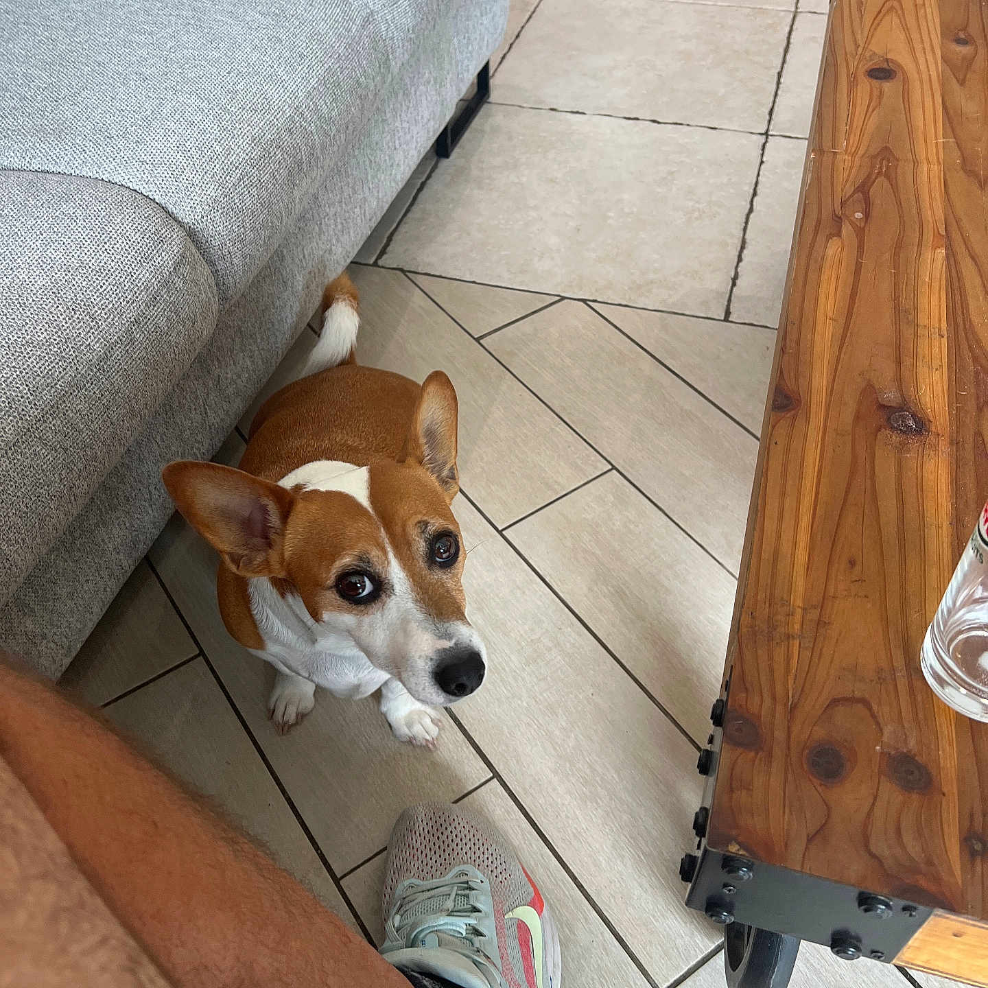 Russel participe au concours pour gagner de l'argent avec cette photo : brown, casual, companion, couch, cozy, curious, dog, ears, floor, indoor, leg, looking_up, person, pet, shoe, sneaker, table, tile, white, wood
