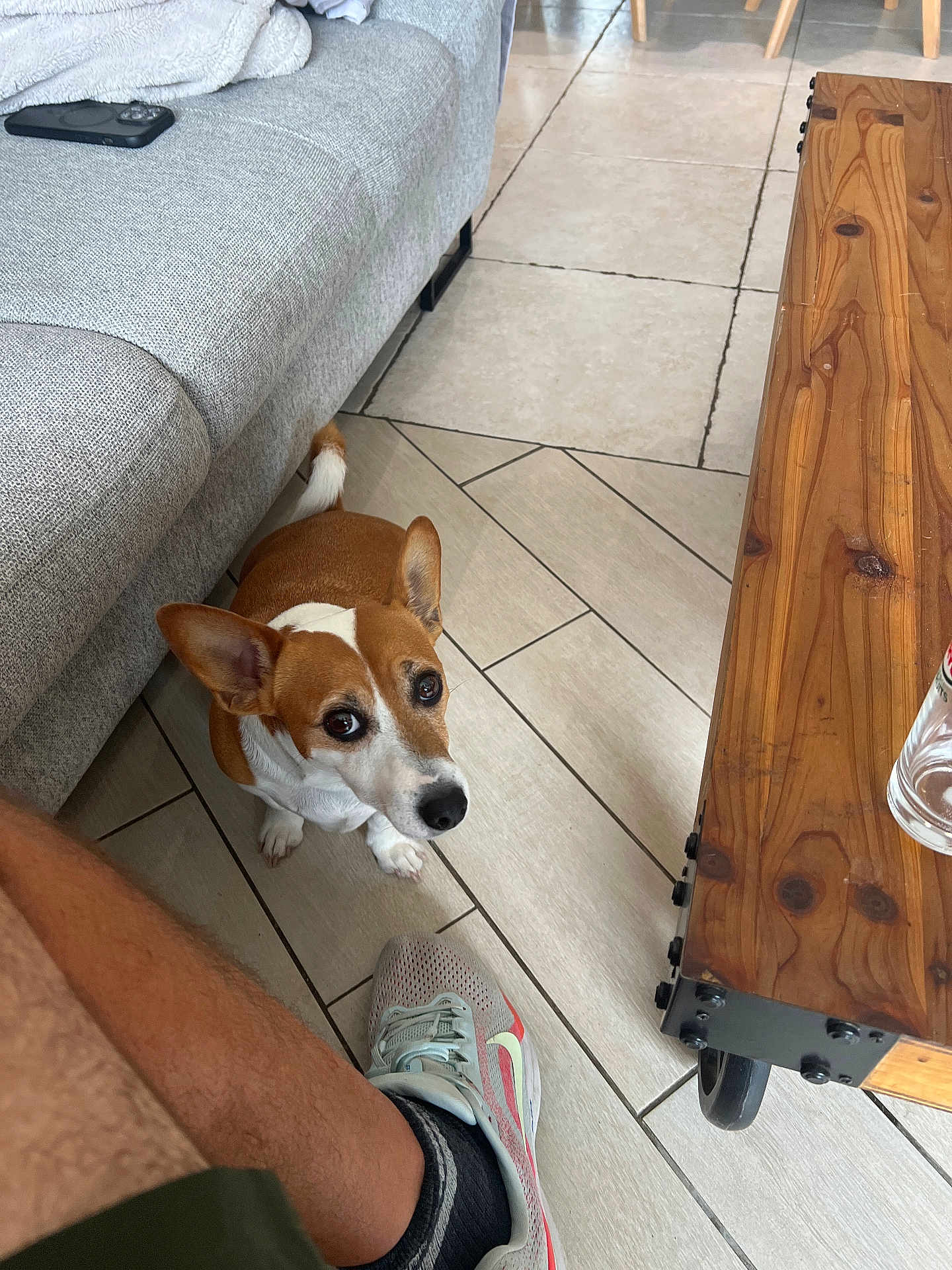 Russel participe au concours pour gagner de l'argent avec cette photo : dog, indoor, floor, tile, couch, shoe, sneaker, table, wood, person, leg, pet, brown, white, ears, looking_up, curious, companion, cozy, casual