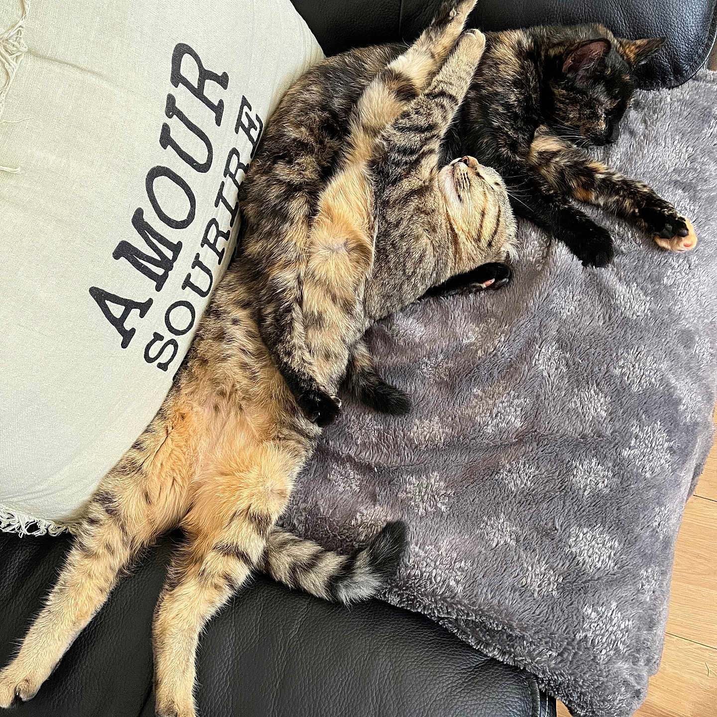 Liloue Et Hina participe au concours pour gagner de l'argent avec cette photo : abyssinian, animal, blanket, cat, chair, couch, cushion, egyptiancat, furniture, homedecor, kitten, manx, person, pet, pillow, sleeping