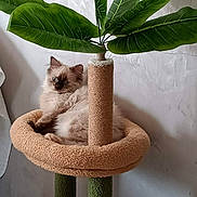 Amy participe au concours pour gagner de l'argent avec cette photo : cat, fluffy_cat, blue_eyes, cat_bed, scratching_post, artificial_plant, green_leaves, indoor, pet, feline, relaxing, cozy, beige, green, animal, cute, domestic, fur, resting, home