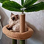 cat, fluffy_cat, blue_eyes, cat_bed, scratching_post, artificial_plant, green_leaves, indoor, pet, feline, relaxing, cozy, beige, green, animal, cute, domestic, fur, resting, home