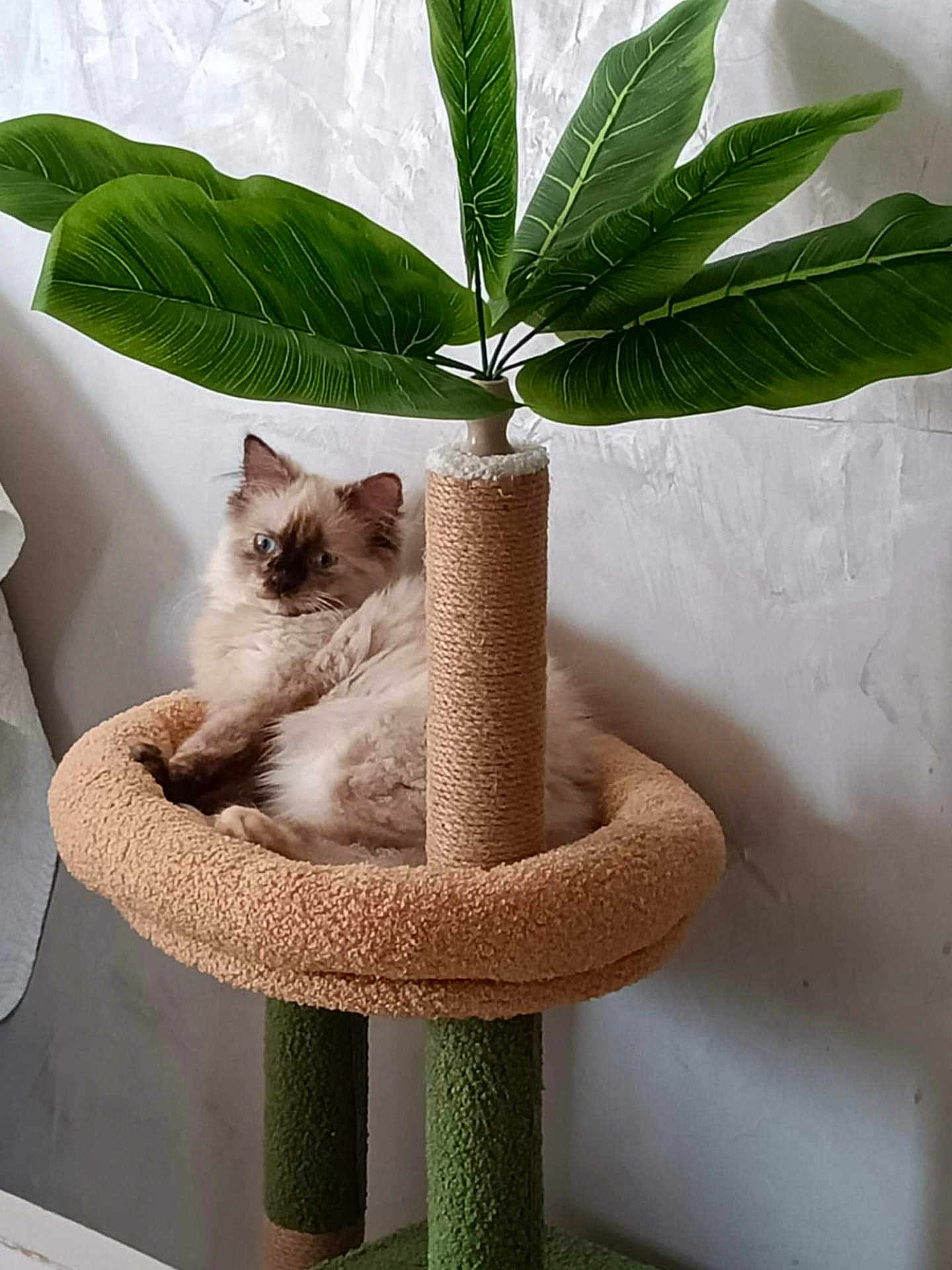 Amy participe au concours pour gagner de l'argent avec cette photo : cat, fluffy_cat, blue_eyes, cat_bed, scratching_post, artificial_plant, green_leaves, indoor, pet, feline, relaxing, cozy, beige, green, animal, cute, domestic, fur, resting, home