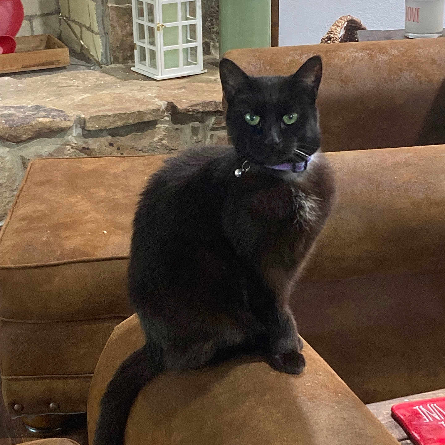 Sabrina joined the competition — help win amazing prizes! armrest, black_cat, candle, cat, collar, cozy, dried_flowers, feline, green_eyes, home_interior, indoor, lantern, leather_couch, looking_at_camera, pet, quiet, sitting, stone_wall, vase, wood_floor