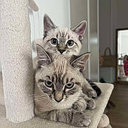 Aria Arlo a rejoint le concours — aidez-le/la à gagner de superbes lots ! cat, cats, feline, pet, indoor, cat_tree, cute, animal, domestic, fur, whiskers, ears, relaxed, curious, home, cozy, looking, two_cats, resting, companions