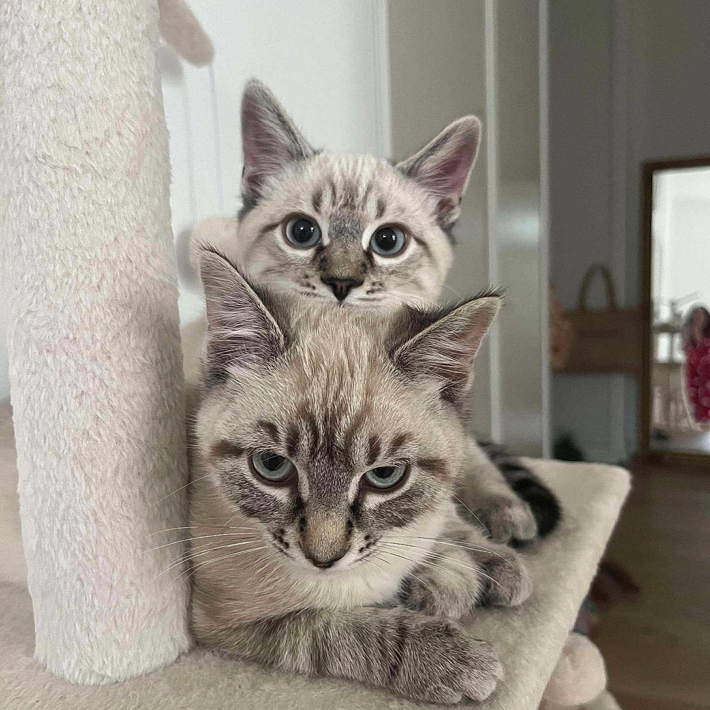 Aria Arlo a rejoint le concours — aidez-le/la à gagner de superbes lots ! animal, cat, cat_tree, cats, companions, cozy, curious, cute, domestic, ears, feline, fur, home, indoor, looking, pet, relaxed, resting, two_cats, whiskers