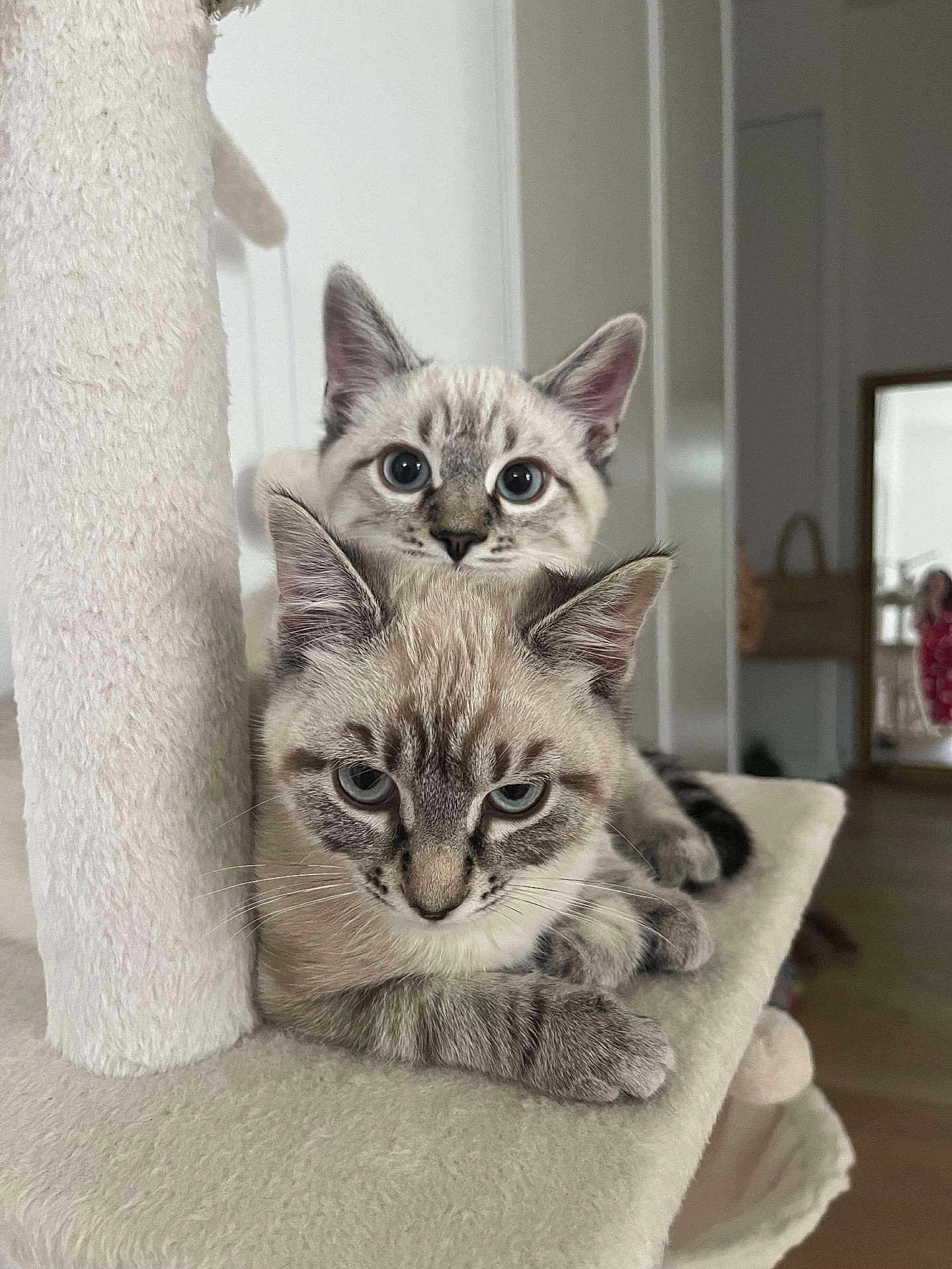 Aria Arlo a rejoint le concours — aidez-le/la à gagner de superbes lots ! cat, cats, feline, pet, indoor, cat_tree, cute, animal, domestic, fur, whiskers, ears, relaxed, curious, home, cozy, looking, two_cats, resting, companions