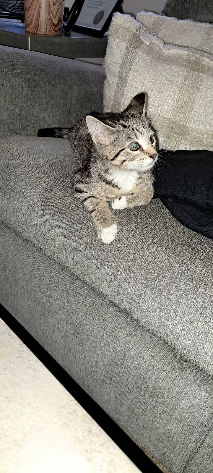 Daisy Lou Berry joined the competition — help win amazing prizes! bedding, carnivore, cat, claw, comfort, couch, domestic_short_haired_cat, felidae, flooring, foot, fur, grey, human_leg, linens, paw, sitting, small_to_medium_sized_cats, tail, whiskers, wood