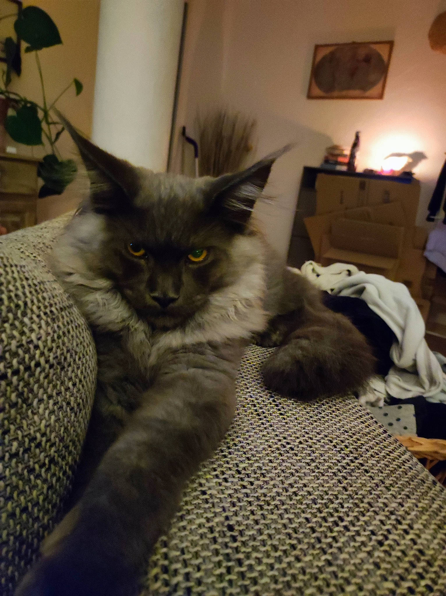 Sheldon participe au concours pour gagner de l'argent avec cette photo : bed, black_cat, carnivore, cat, cat_supply, claw, comfort, domestic_short_haired_cat, felidae, flowerpot, fur, grey, houseplant, lamp, picture_frame, plant, room, small_to_medium_sized_cats, tail, whiskers