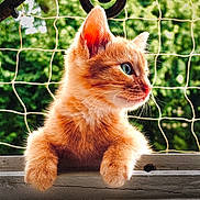 Milo a rejoint le concours — aidez-le/la à gagner de superbes lots ! cat, kitten, orange_cat, ginger_cat, feline, animal, pet, whiskers, blue_eyes, fur, fluffy, sitting, windowsill, window, outdoor, garden, fence, greenery, portrait, closeup