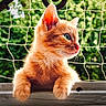 cat, kitten, orange_cat, ginger_cat, feline, animal, pet, whiskers, blue_eyes, fur, fluffy, sitting, windowsill, window, outdoor, garden, fence, greenery, portrait, closeup