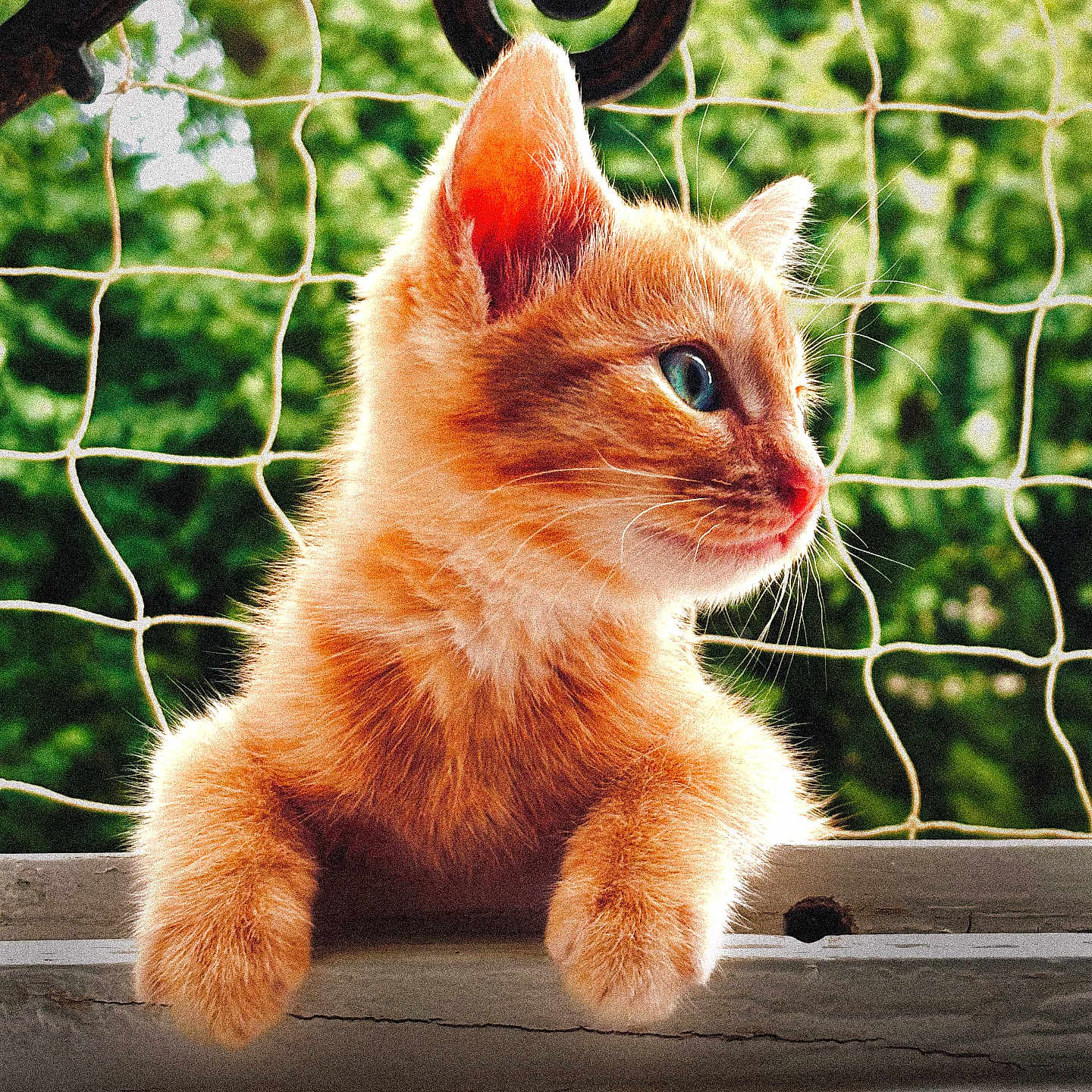 Milo