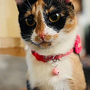 Hazel is registered to the contest to win money with this photo: animal, bell, calico, cat, close_up, collar, curious, cute, domestic, ears, face, feline, fur, indoor, looking, pet, pink, portrait, soft_background, whiskers