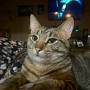 Squeeky is registered to the contest to win money with this photo: animal, cat, closeup, cozy, cute, domestic, ears, feline, fur, green_eyes, home, indoor, mammal, paws, pet, portrait, relaxed, sleepy, tabby, whiskers