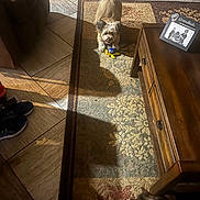 Willow joined the competition — help win amazing prizes! animal, cat, cozy, curious, dog, floor, home, indoor, patterned_rug, pet, photo_frame, playful, rug, shadow, shoes, sunlight, table, tile_floor, toy, wooden_table