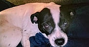Karma is registered to the contest to win money with this photo: animal, black_and_white, blanket, canine, companion, couch, cozy, cute, dog, ears, face, fur, home, indoor, looking_up, lying_down, paw, pet, resting, small_dog