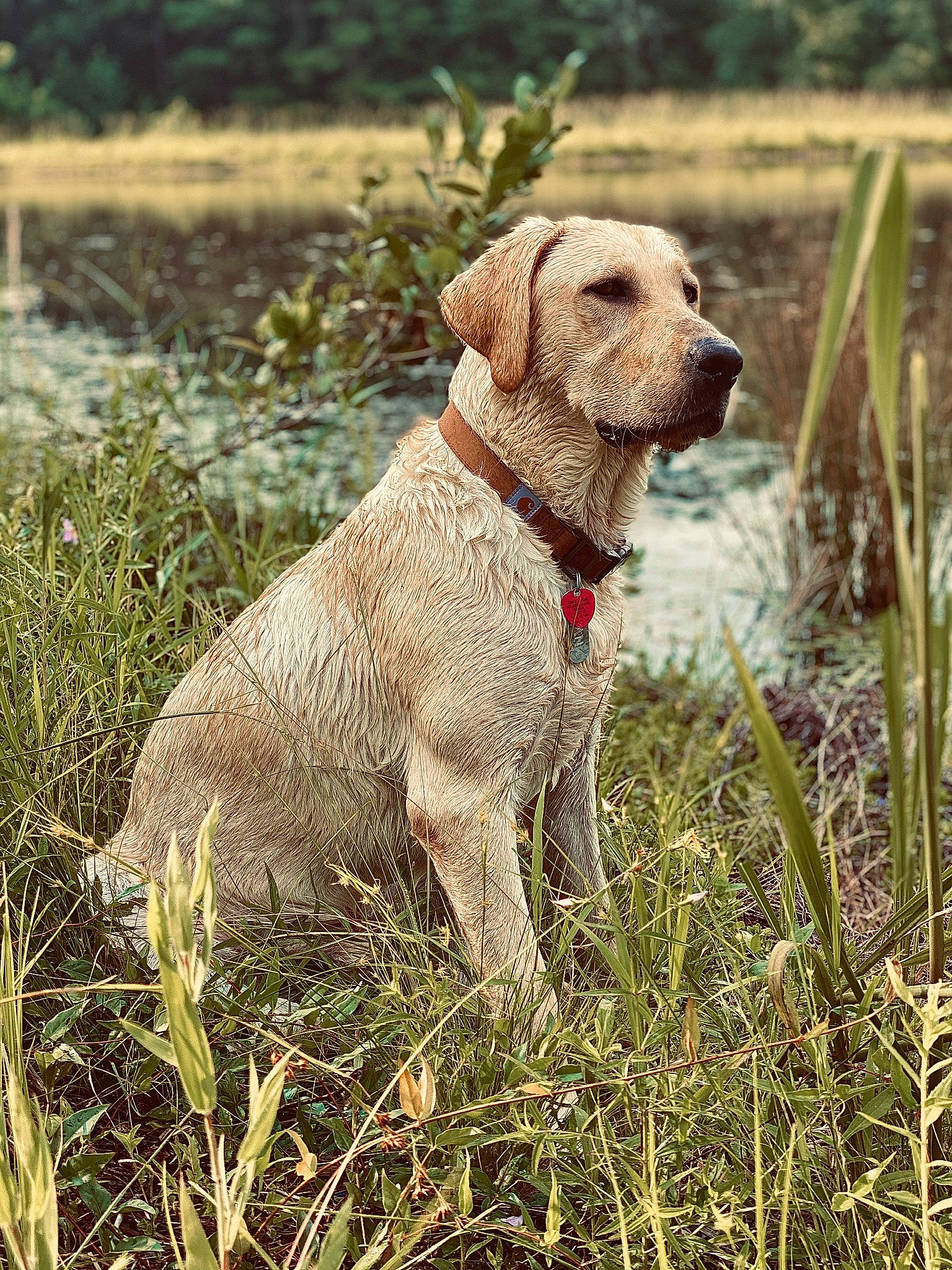 Hank is registered to the contest to win money with this photo: canidae, carnivore, chesapeake_bay_retriever, companion_dog, dog, dog_breed, fawn, field_trial, golden_retriever, grass, gun_dog, hunting_dog, labrador_retriever, mammal, plant, pointing_breed, retriever, sporting_group, styrian_coarse_haired_hound, vertebrate