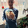 child, hamster, rodent, pet, animal, christmas_tree, holiday, ornaments, stockings, window, blinds, indoor, portrait, standing, holding, blue_shirt, brown_hair, toy, home, daylight