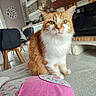 Nougatine a rejoint le concours — aidez-le/la à gagner de superbes lots ! cat, orange_cat, white_chest, furry, longhaired, whiskers, green_eyes, sitting, indoors, living_room, fireplace, furniture, chair, carpet, couch, clothing, pink_garment, houseplant, home_decor, portrait