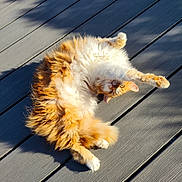 Nougatine a rejoint le concours — aidez-le/la à gagner de superbes lots ! cat, fluffy, orange_and_white, long_hair, pet, animal, upside_down, lying_down, sunbathing, outdoor, deck, wooden_deck, sunlight, shadow, whiskers, paws, tail, relaxed, playful, portrait