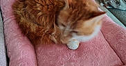 Nougatine participe au concours pour gagner de l'argent avec cette photo : cat, orange_cat, white_cat, fluffy, sleeping, curled_up, pet, feline, whiskers, ears, paws, pink_blanket, soft_blanket, sofa, cushion, indoors, cozy, resting, fur, cute