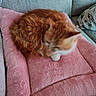 cat, orange_cat, white_cat, fluffy, sleeping, curled_up, pet, feline, whiskers, ears, paws, pink_blanket, soft_blanket, sofa, cushion, indoors, cozy, resting, fur, cute