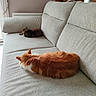 Nougatine participe au concours pour gagner de l'argent avec cette photo : cat, cats, ginger_cat, tabby_cat, sleeping, sleepy, fluffy, fur, pets, sofa, couch, living_room, indoors, home, relaxing, resting, sunlight, window, cozy, furniture